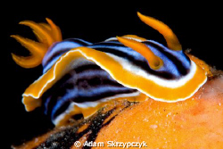 Chromodoris but not sure of the exact variation by Adam Skrzypczyk 